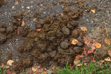 Fresh brown horse droppings