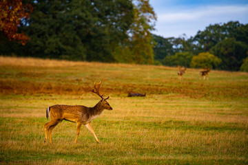 Naklejka na ściany i meble Fallow deer buck in field durin autumn