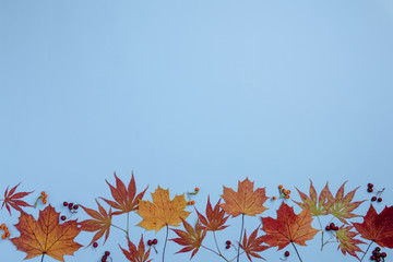 Autumn composition. Berries and leaves on blue background. Flat lay, top view, copy space.