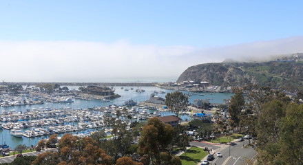 Joshua tree, California
