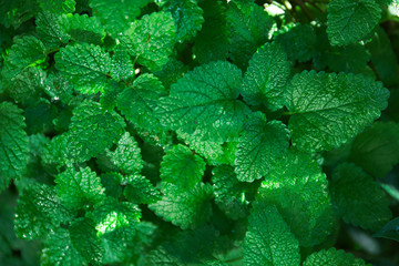 growing of lemon balm in a garden. botanical background.