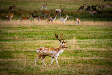 Naklejka na ściany i meble Fallow deer buck in field during autumn