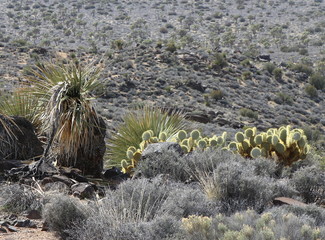 Joshua tree, California
