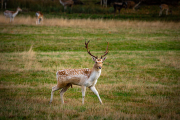 Naklejka na ściany i meble Fallow deer buck in field during autumn