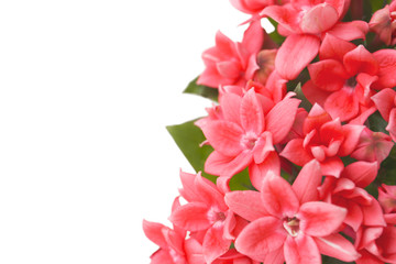 dark pink flowers of bouvargia on a white background