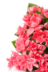 dark pink flowers of bouvargia on a white background
