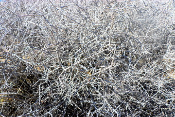Joshua tree, California