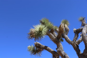 Joshua tree, California
