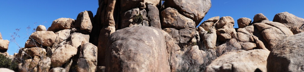 Joshua tree, California