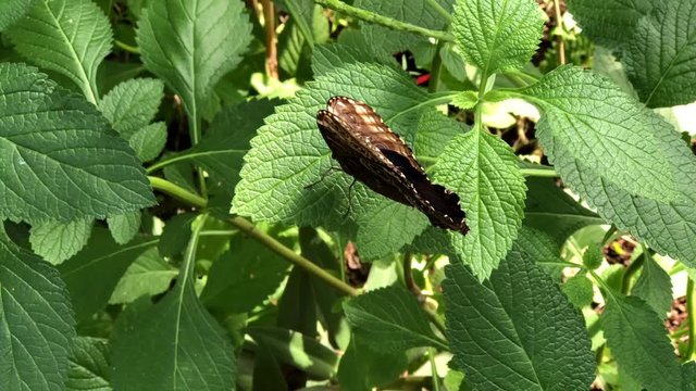 4K HD video of one Blue Morpho Butterfly from above, resting on green leaves with wings closed, opens to reveal bright blue. The iridescent lamellae are only present on the dorsal sides of their wings