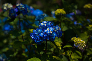 blue flower 3