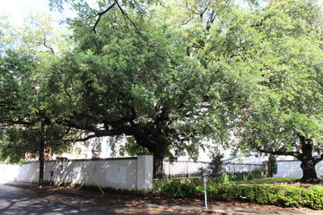 Large Tree Charleston