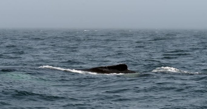 Close up on a Humpback whale as its dorsal fin comes out of the water