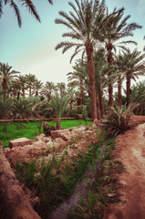 Traditional agriculture in the desert oases in Morocco