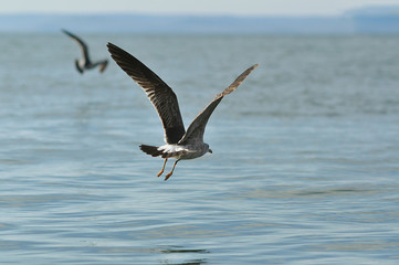 large gull, spreading its wings, flies over low on water