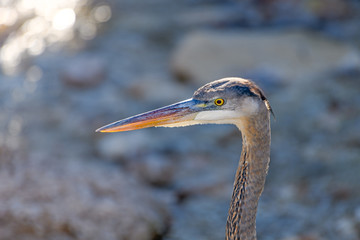 Great Blue Heron (Ardea herodias) Close-up Profile of head and neck