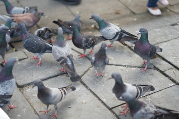 feeding pigeons in park