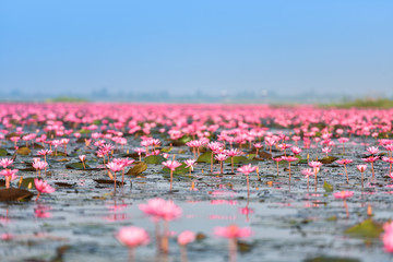 lake river with red lotus lily field pink flower on the water nature landscape in the morning...