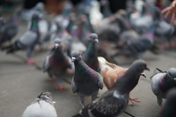 feeding pigeons in park
