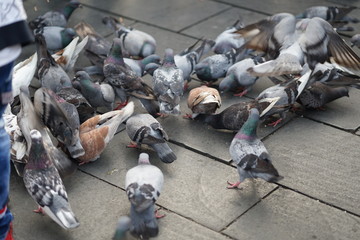 feeding pigeons in park