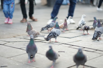 feeding pigeons in park