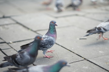 feeding pigeons in park