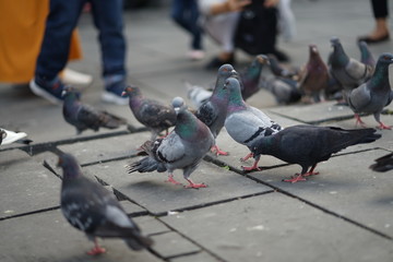 feeding pigeons in park