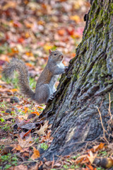 Naklejka na ściany i meble A gray squirrel on a tree with a blurred background.