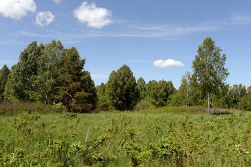 Obraz premium Summer landscape near lake Krasilovo in the Altai territory.Western Siberia. Russia