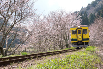 Obraz premium Train passing through cherry blossom tunnel in Japan 桜といすみ鉄道（千葉）