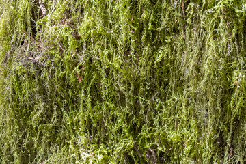 Moss closeup on tree trunk