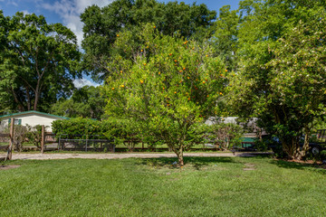 Obraz premium Nice tree on a walking path