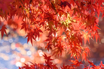 秋の彩り　紅葉の葉