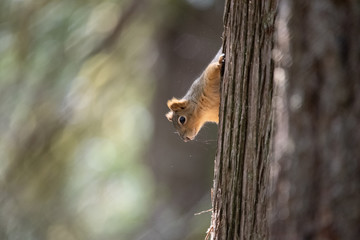 Curious squirrel checking out the scene