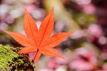 秋の彩り　紅葉の葉