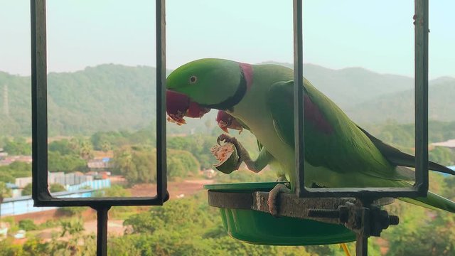 TWO PARROTS IN BALCONY EATING  second parrot snatching food from firest
