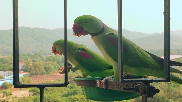second  PARROTS IN BALCONY EATING  firest is watching second one