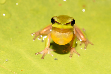Close up of a Wallum sedge frog also known as a Olongburra frog.