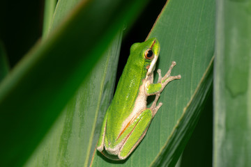Close up of a Wallum sedge frog also known as a Olongburra frog.