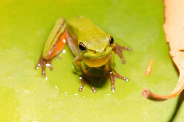 Close up of a Wallum sedge frog also known as a Olongburra frog.