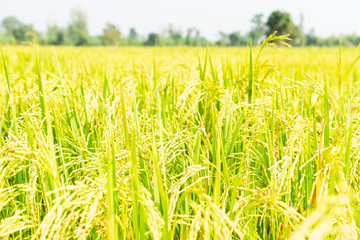 Rice field in local area of Thailand sunny day