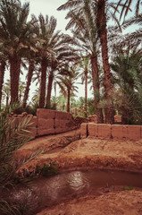 Traditional agriculture in the desert oases in Morocco