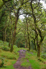 Woodland path