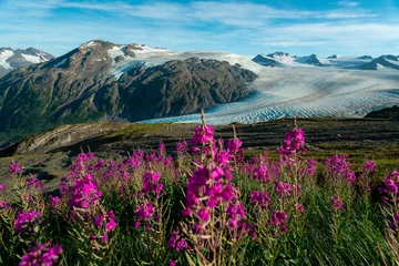 Foto op Canvas Purple wildflowers in Alaska's alpine climate in Kenai Fjords National Park © Jesse