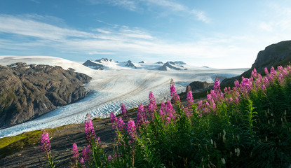 Purple wildflowers in Alaska's alpine climate in Kenai Fjords National Park