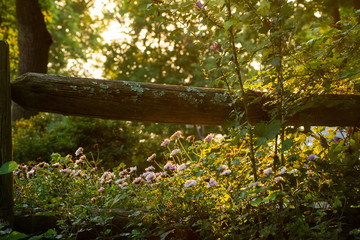 Glowing Summer Blossoms with Lichen-Covered Wooden Fence and Magic Hour