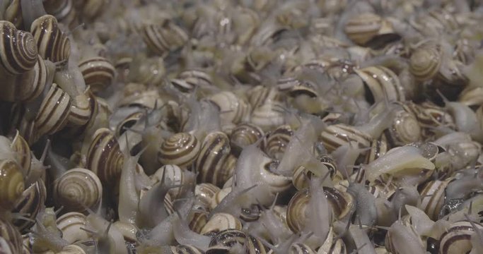 Snails being sold in a market, cabrillas, Caracoles