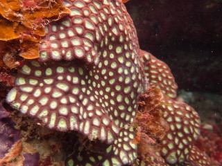 coral found at coral reef area at Tioman island, Malaysia