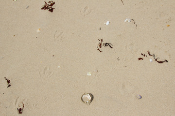 Seagull Prints in Sand with Bits of Seaweed and Shells