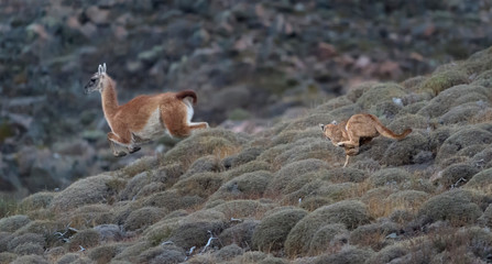 Puma cazando guanaco - 306813606